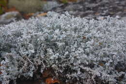 Image of Rock foam lichen