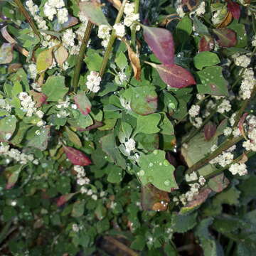 Plancia ëd Chenopodium opulifolium Schrader