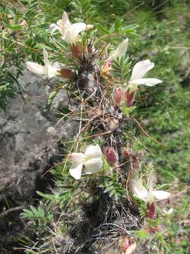 Слика од Caragana jubata (Pall.) Poir.