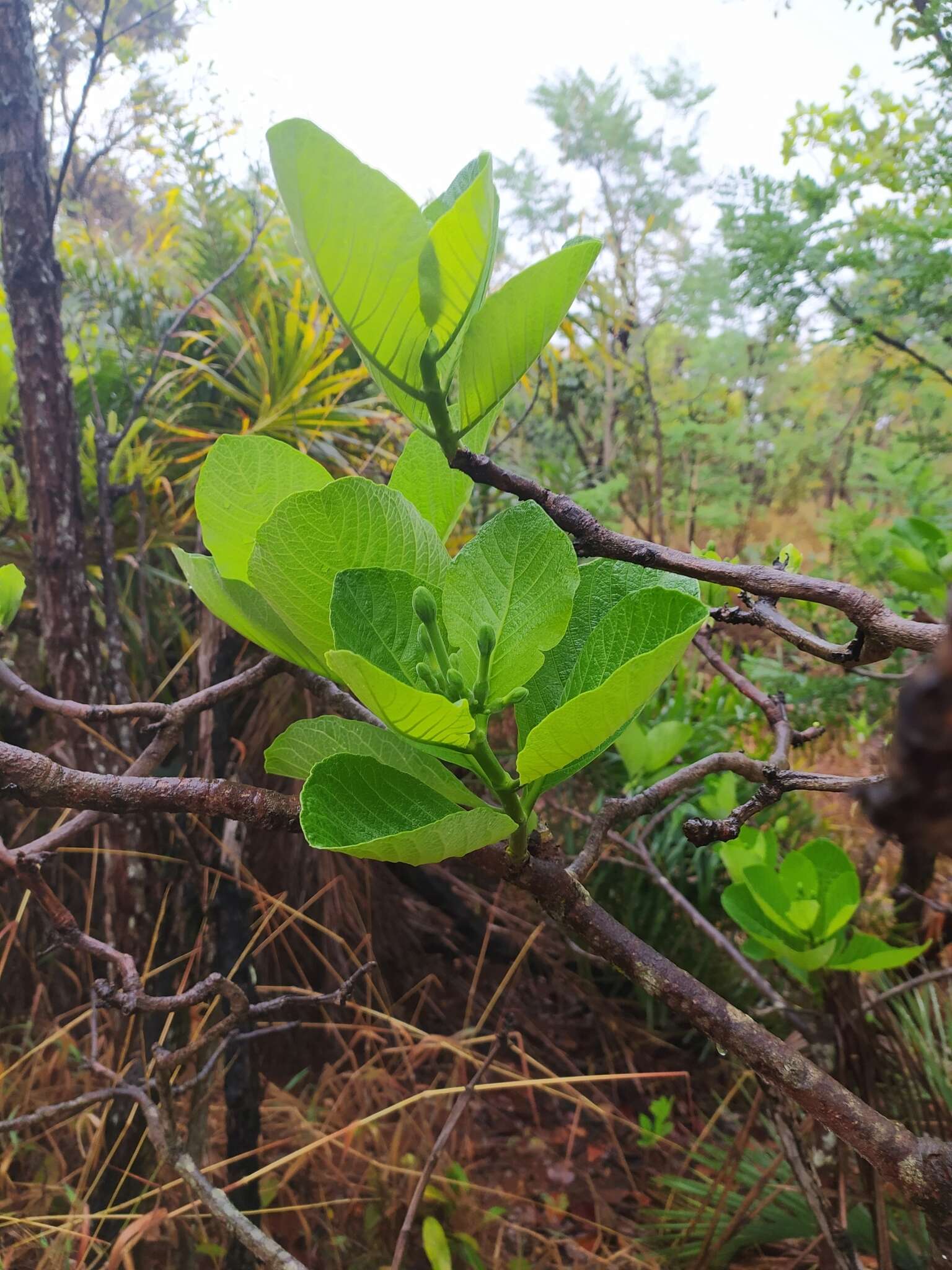 Image of Tocoyena formosa (Cham. & Schltdl.) K. Schum.