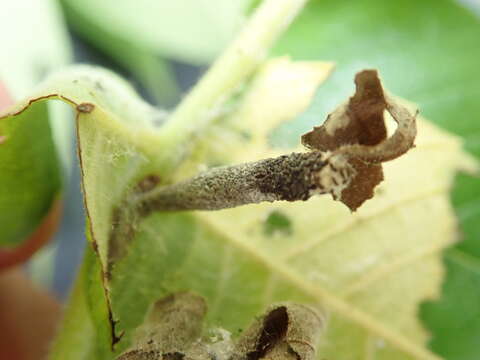 Image of pecan leaf casebearer