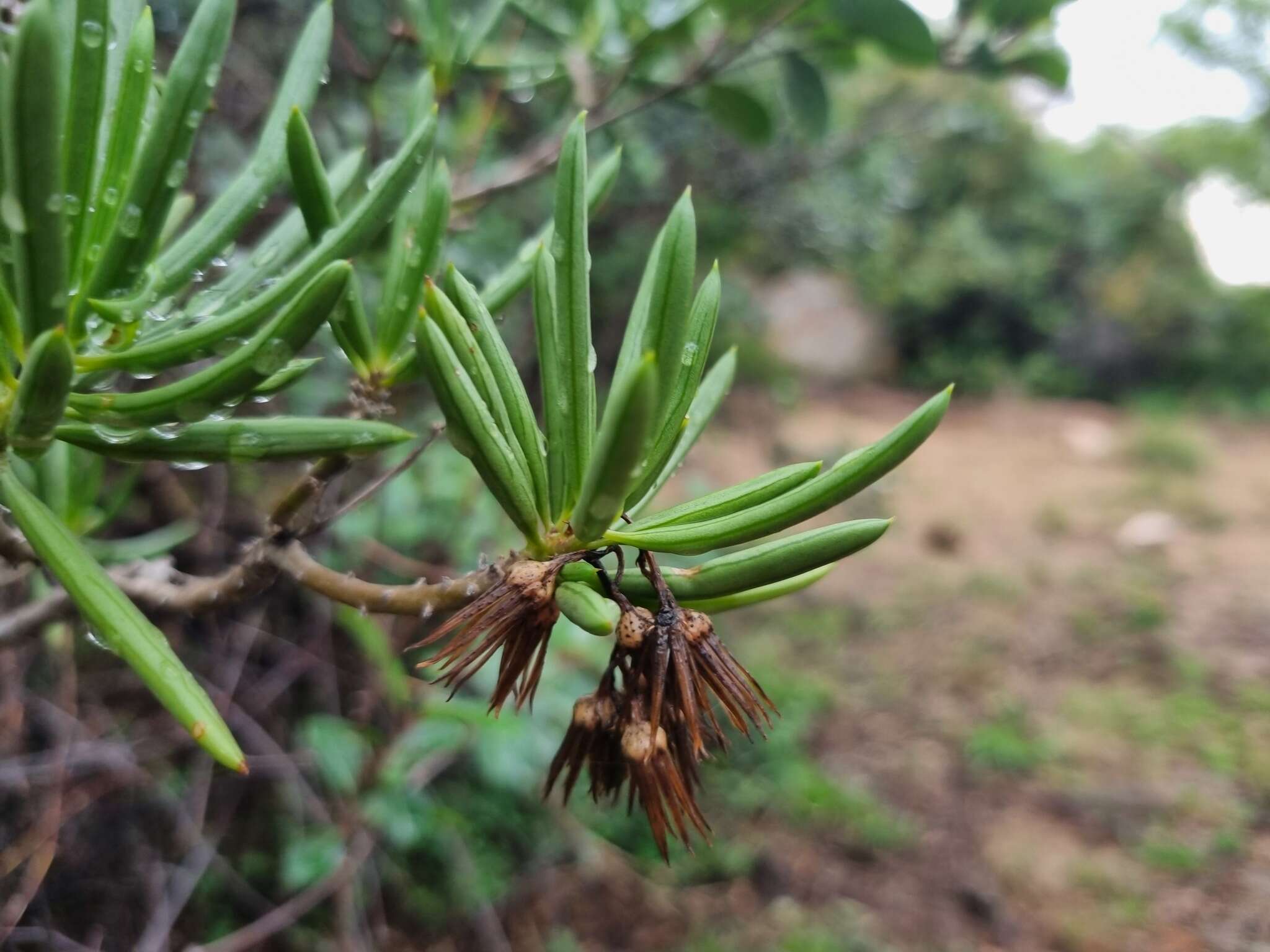 Image of Kleinia barbertonica (Klatt) Burtt Davy