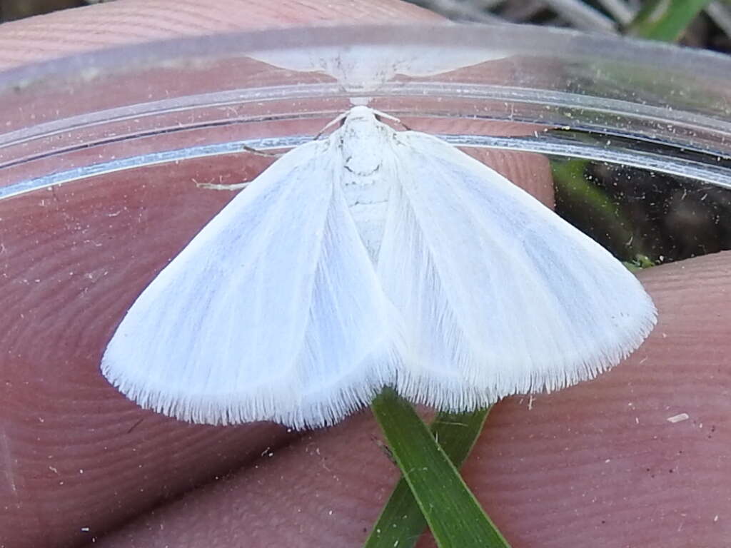 Image of White Spring Moth