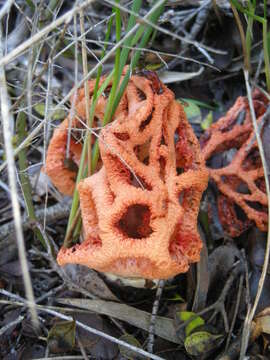 Imagem de Clathrus ruber P. Micheli ex Pers. 1801