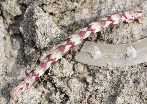 صورة Eupithecia minusculata Alphéraky 1882