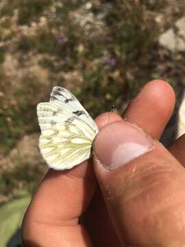 Image of Pontia occidentalis occidentalis