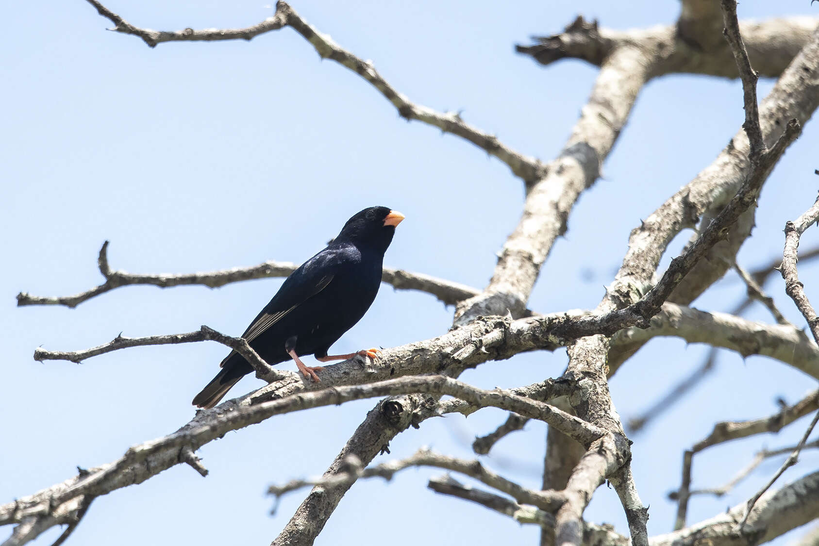 Image of Village Indigobird