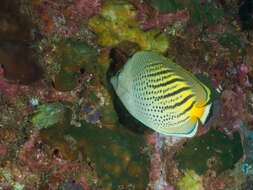 Image of Dot and dash Butterflyfish