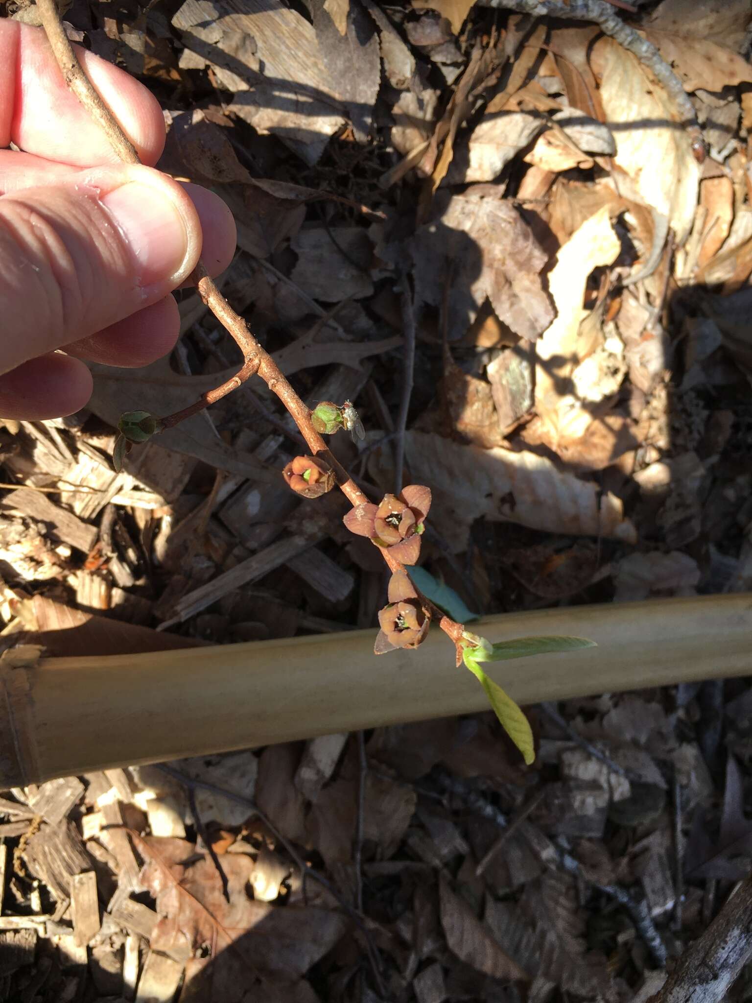 Image of Small-Flower Pawpaw