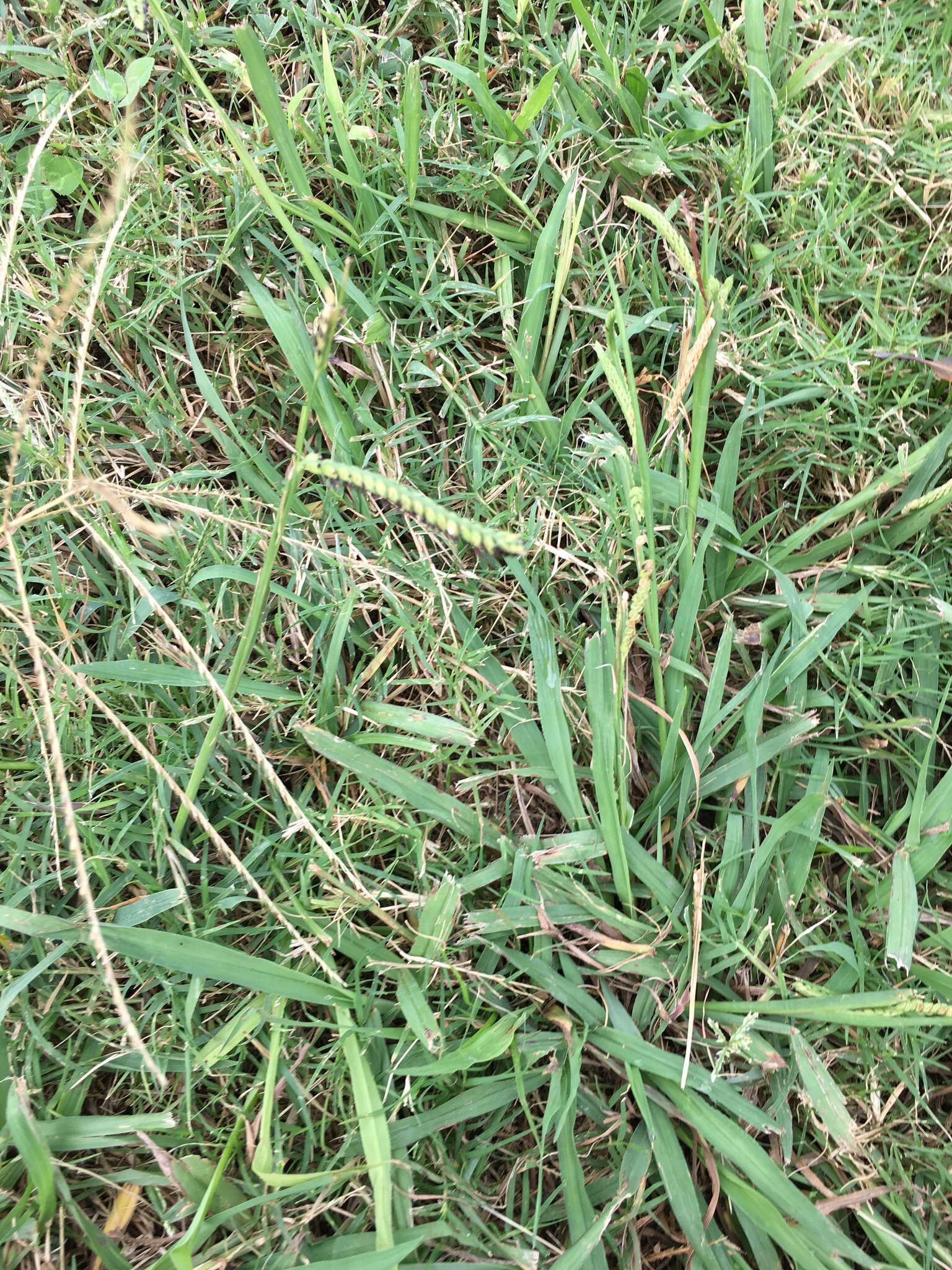 Image of dallisgrass