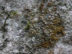 Image of dimple lichen