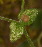 Image of Stellaria cupaniana (Jordan & Fourr.) Beguinot