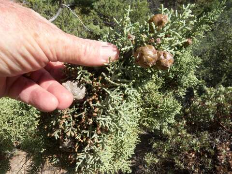 Sivun Cupressus arizonica var. glabra (Sudw.) Little kuva