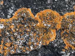 Image of orange lichen