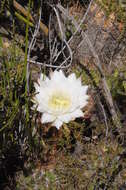 Echinopsis candicans (Gillies ex Salm-Dyck) D. R. Hunt的圖片