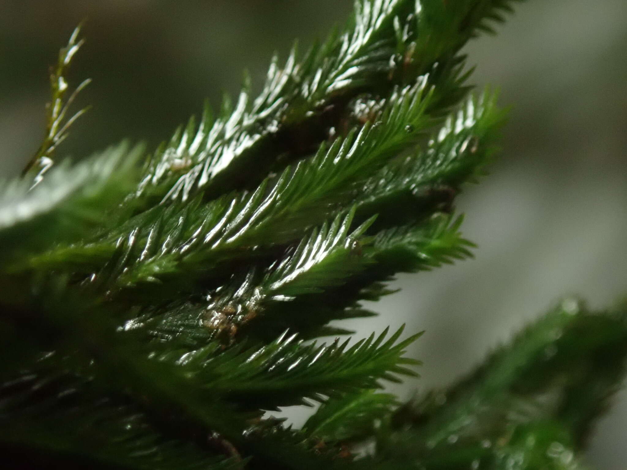 Image of largeleaf fissidens moss