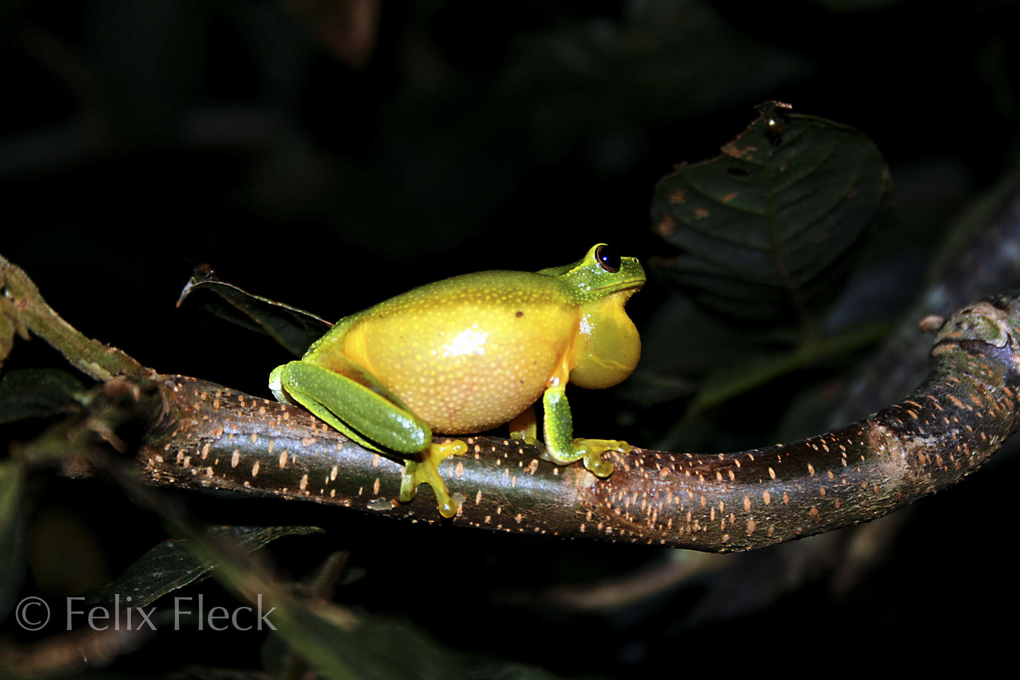 Ranoidea gracilenta (Peters 1869)的圖片