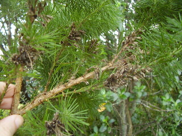 Plancia ëd Psoralea pinnata L.