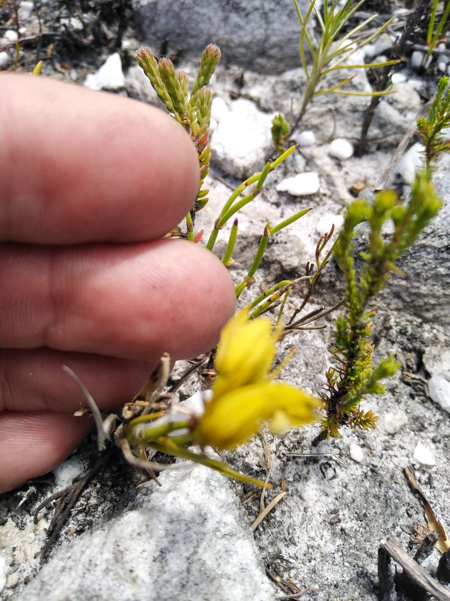 Image of Acrolophia ustulata (Bolus) Schltr. & Bolus