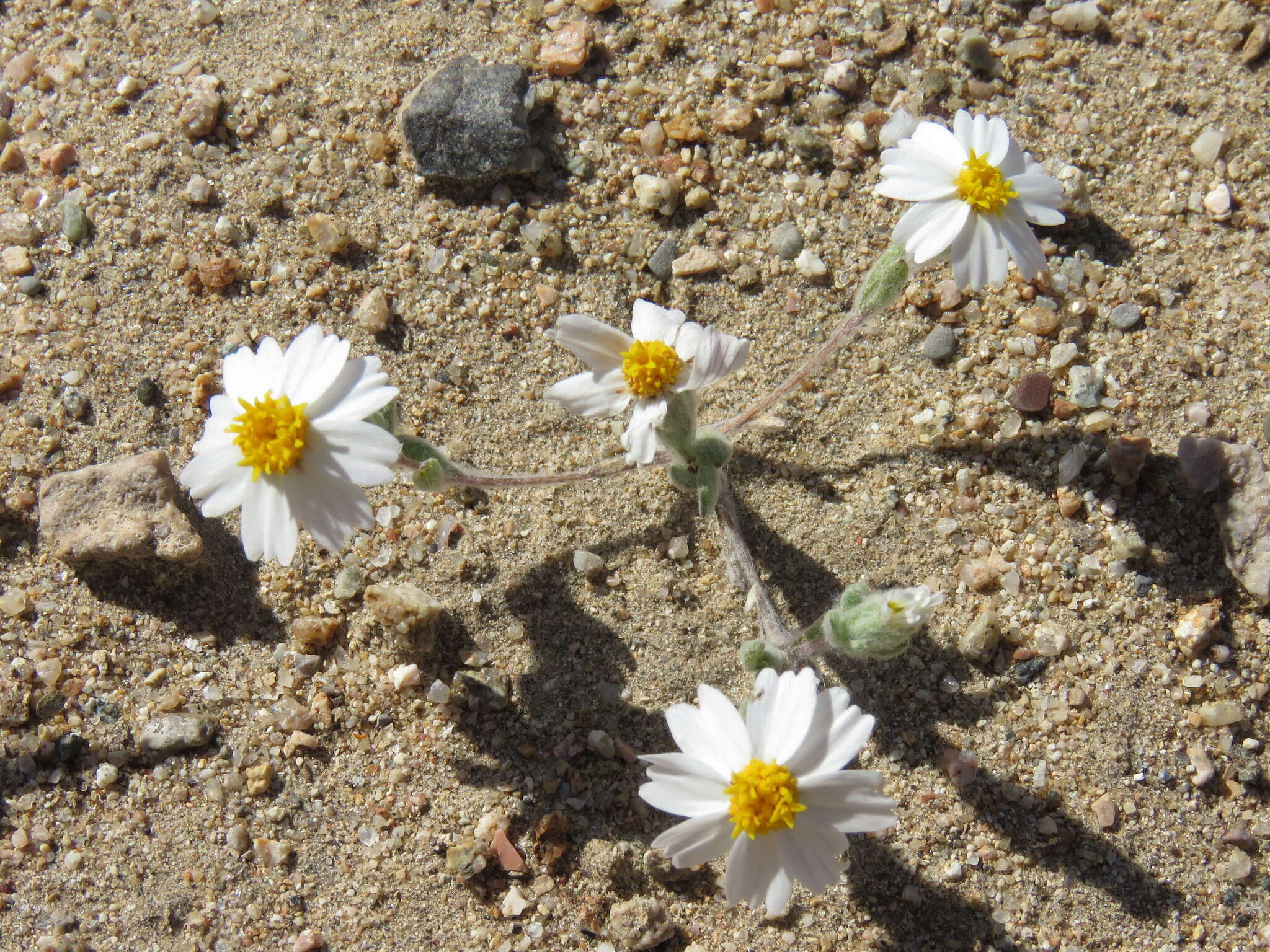 Image of white easterbonnets