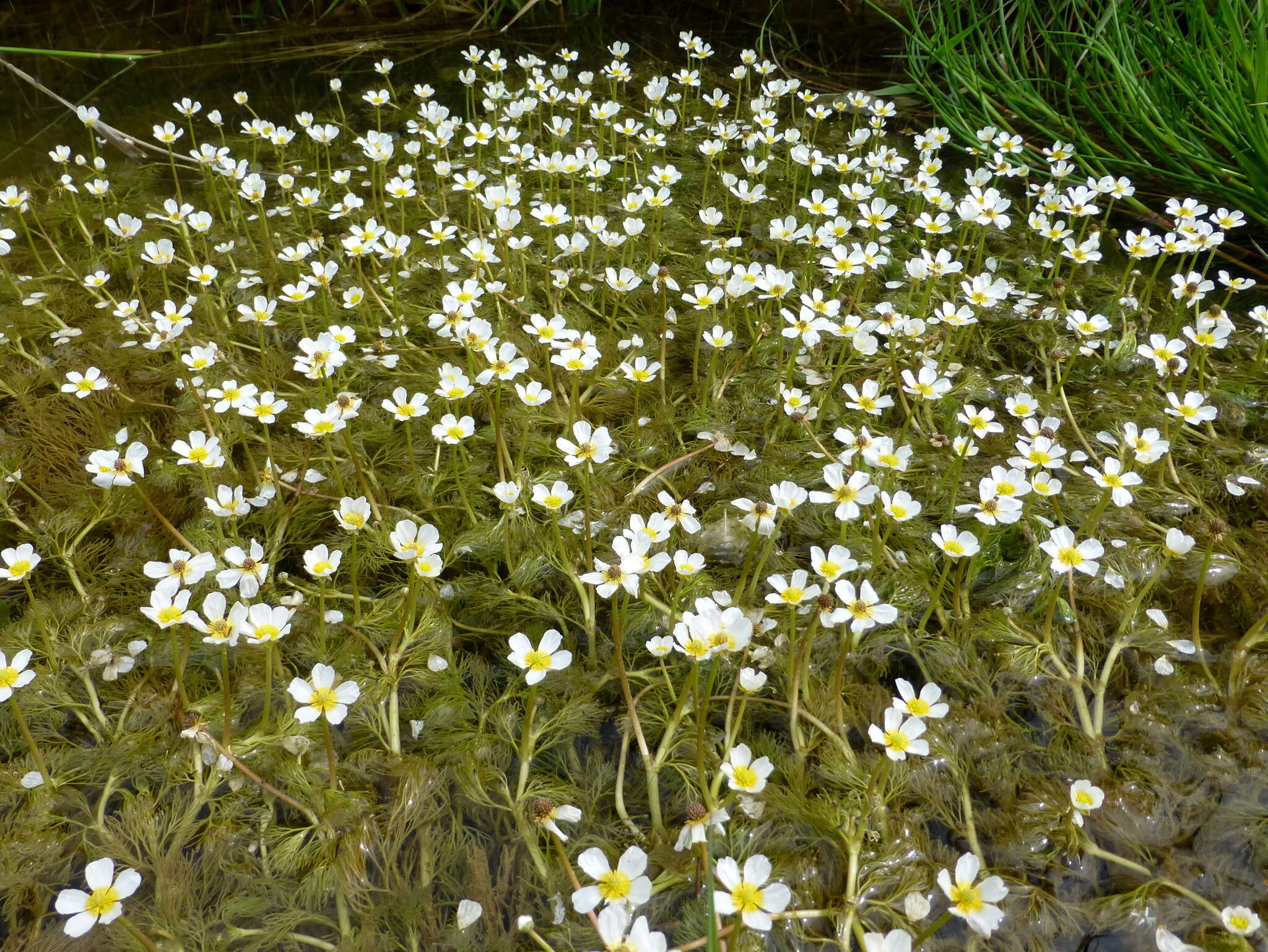 Слика од Ranunculus trichophyllus Chaix