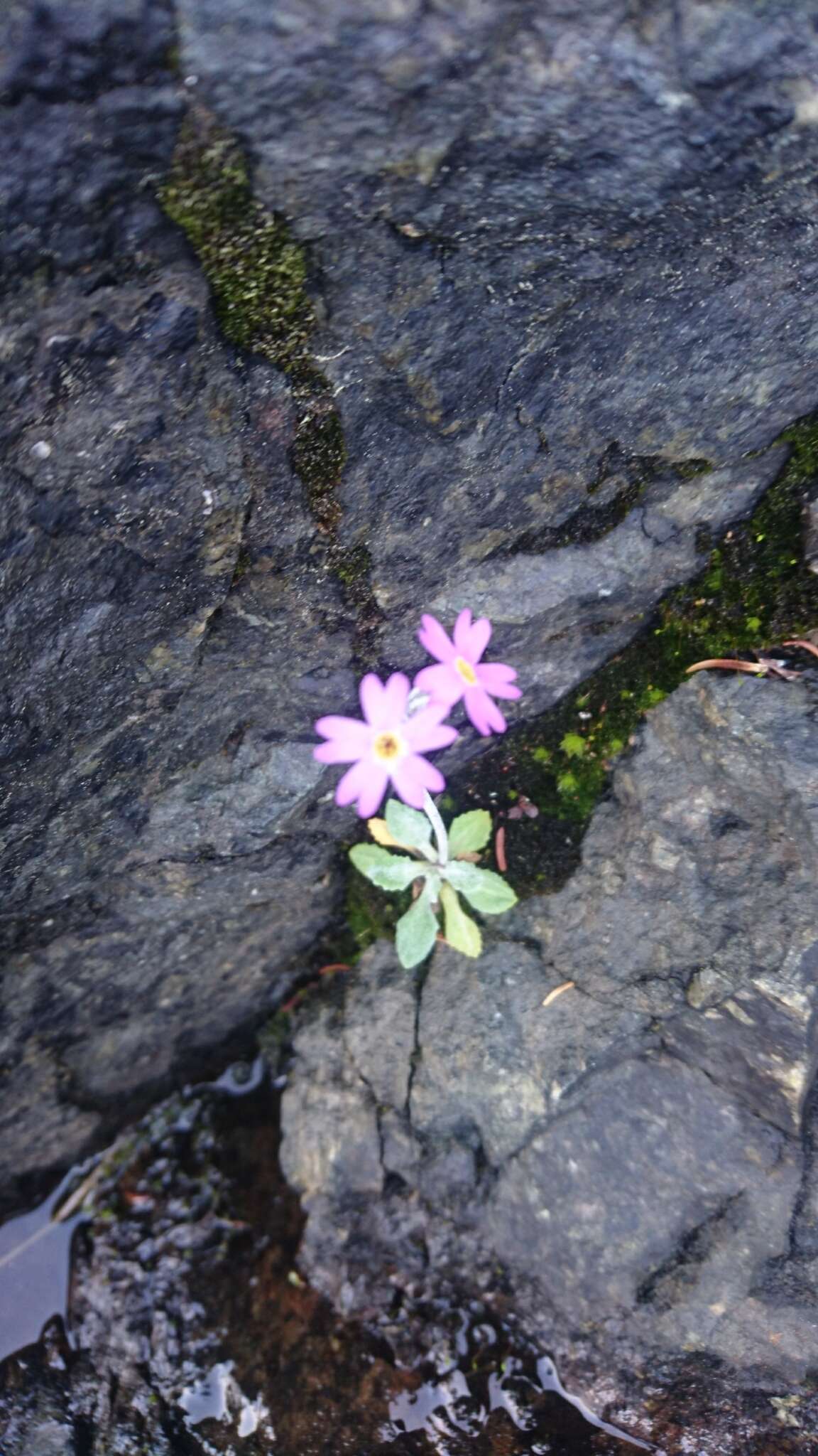 Image of Primula laurentiana Fern.