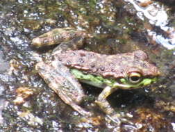 Image de Amolops marmoratus (Blyth 1855)