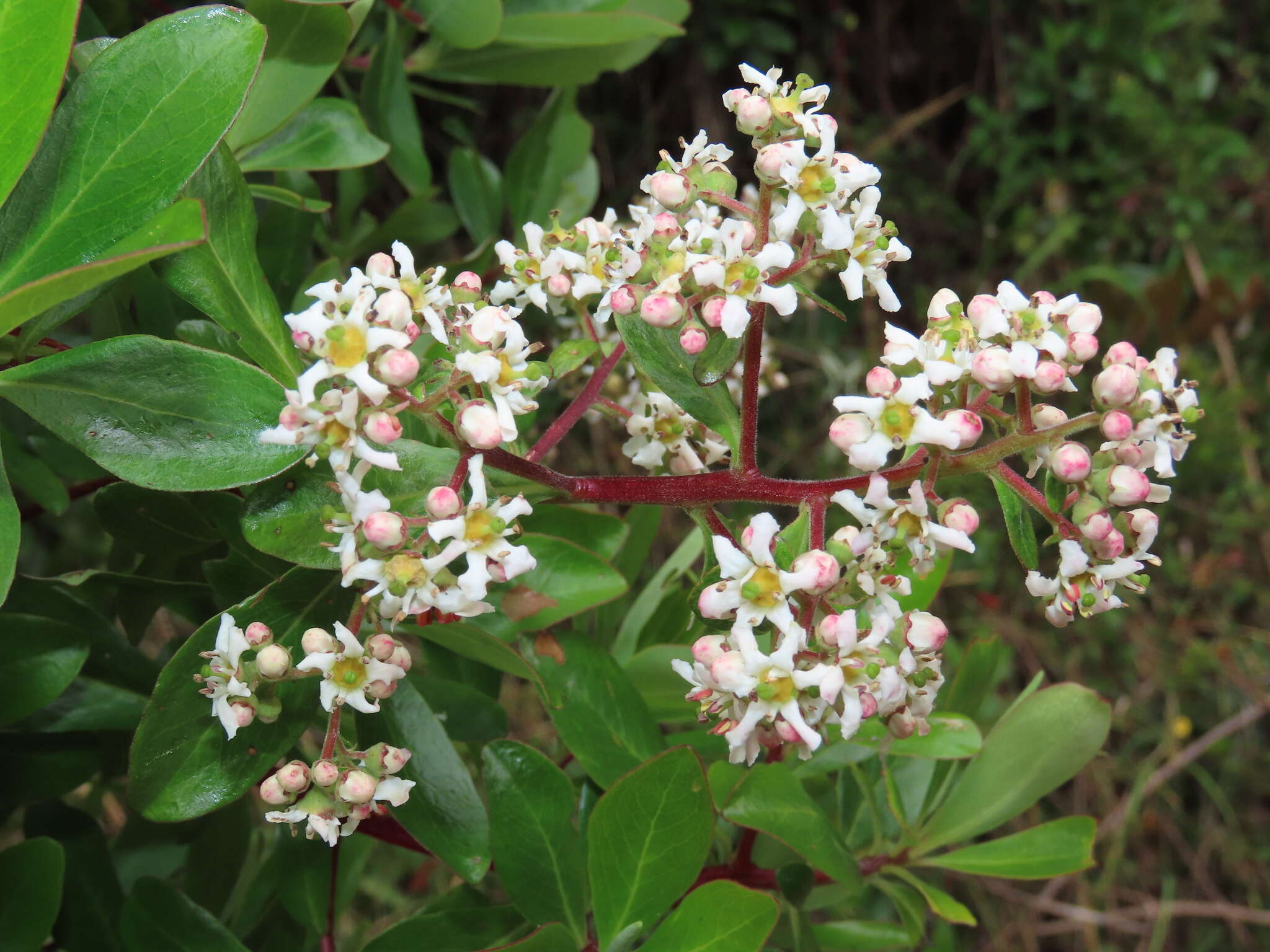 Image of Escallonia paniculata (Ruiz & Pav.) Roem. & Schult.