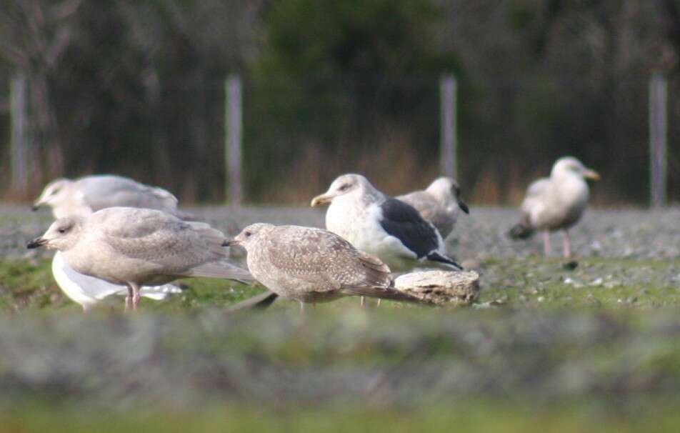 Image of Slaty-backed Gull