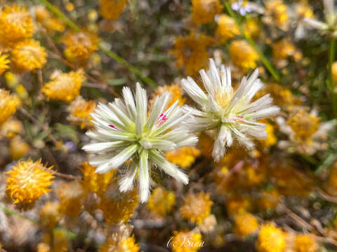 Image of Ptilotus benlii R. W. Davis & T. Hammer