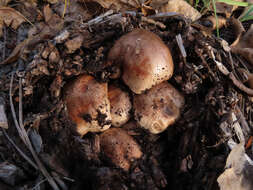 Image of Tricholoma populinum J. E. Lange 1933