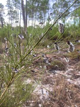 Слика од Cytisus striatus (Hill) Rothm.