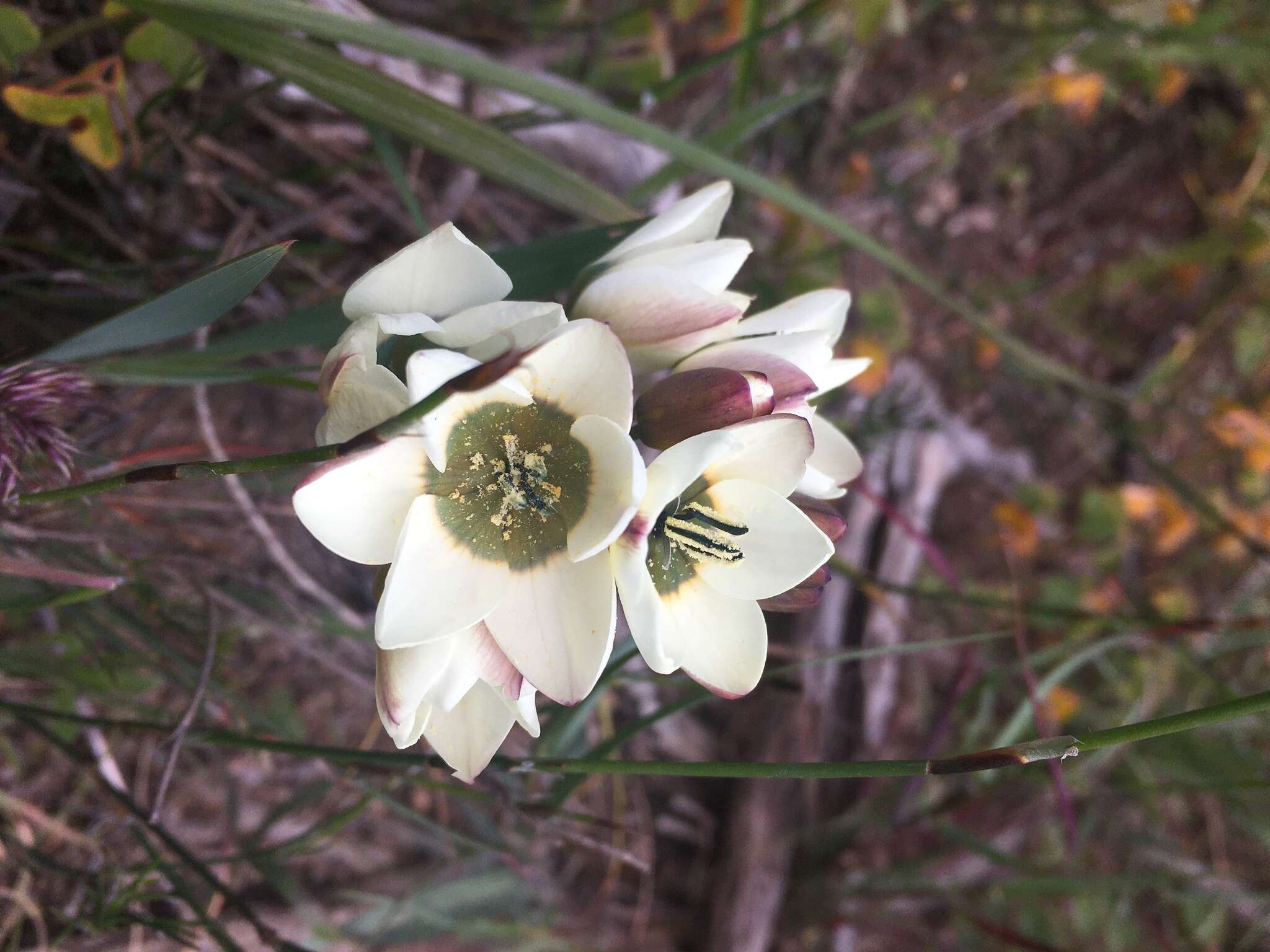 Image of Ixia abbreviata Houtt.