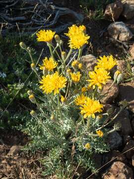 Image of largeflower hawksbeard