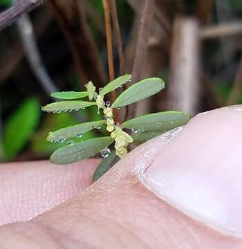 Image de Phyllanthus pentaphyllus C. Wright ex Griseb.