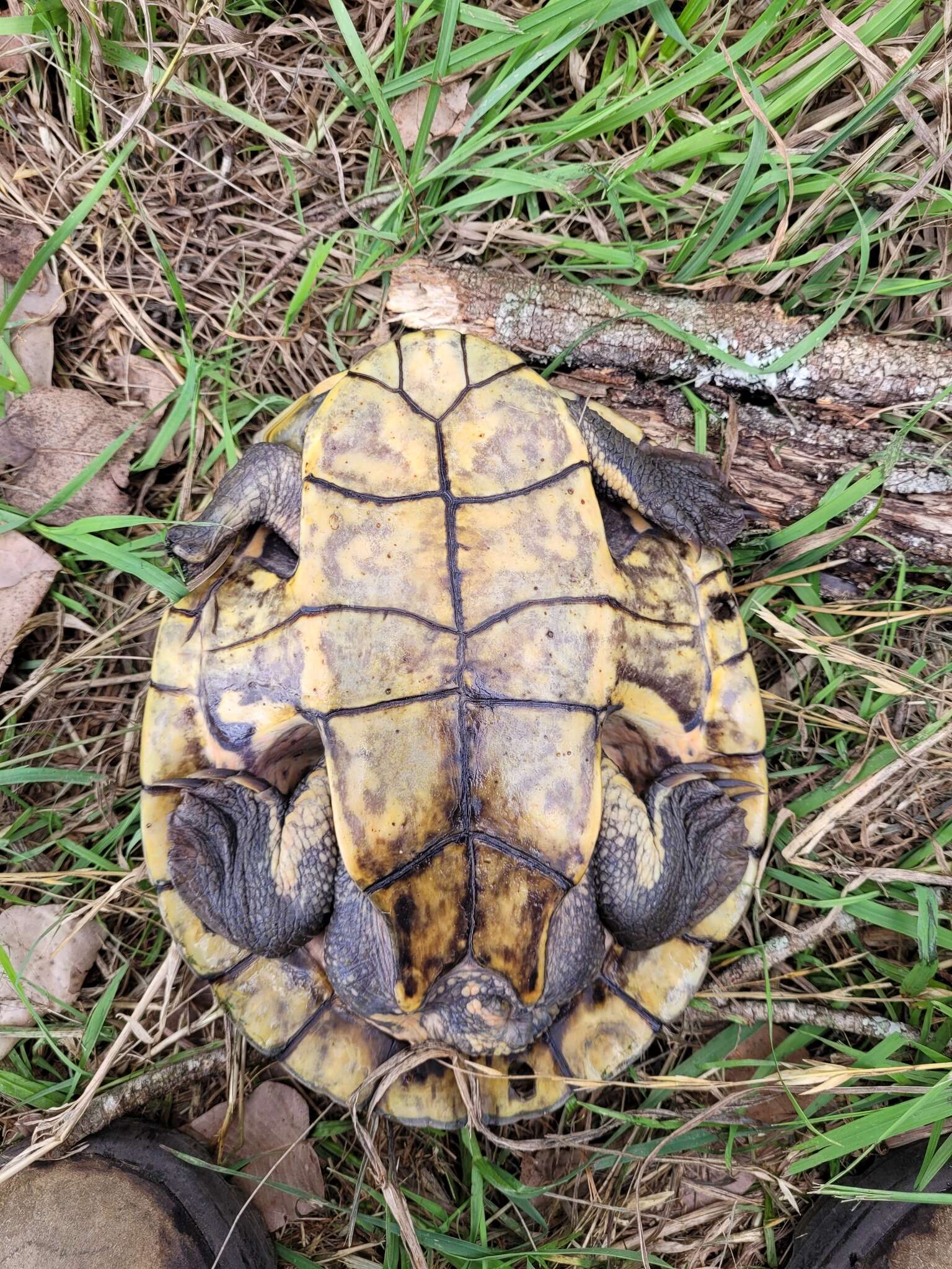 Image of Manning River snapping turtle