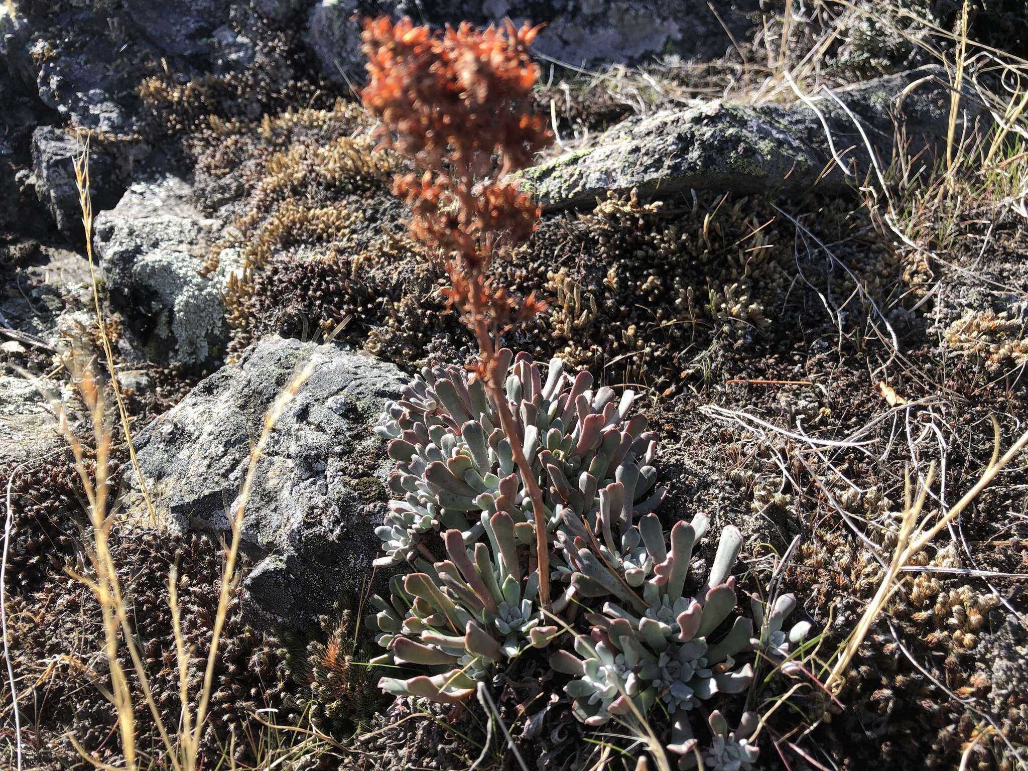 Image of oblongleaf stonecrop