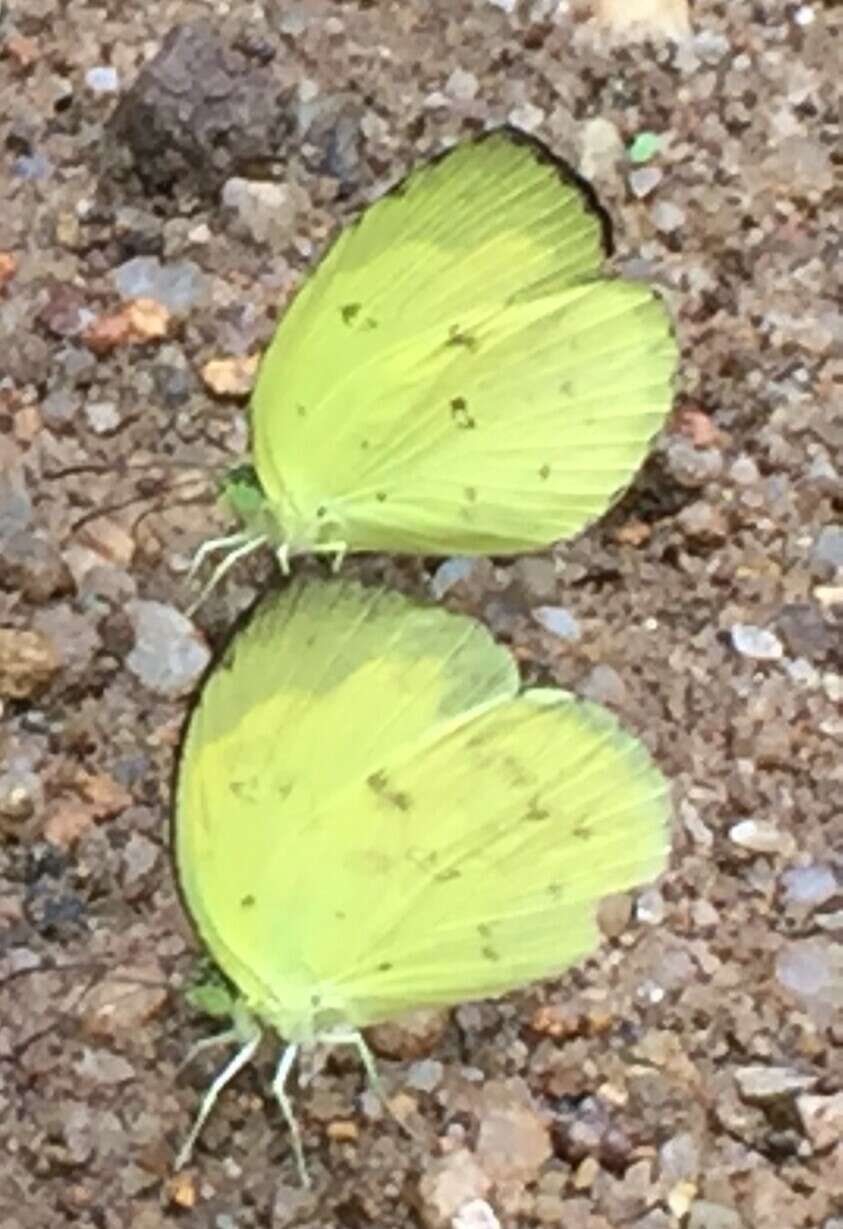 Image of Eurema lacteola (Distant 1886)