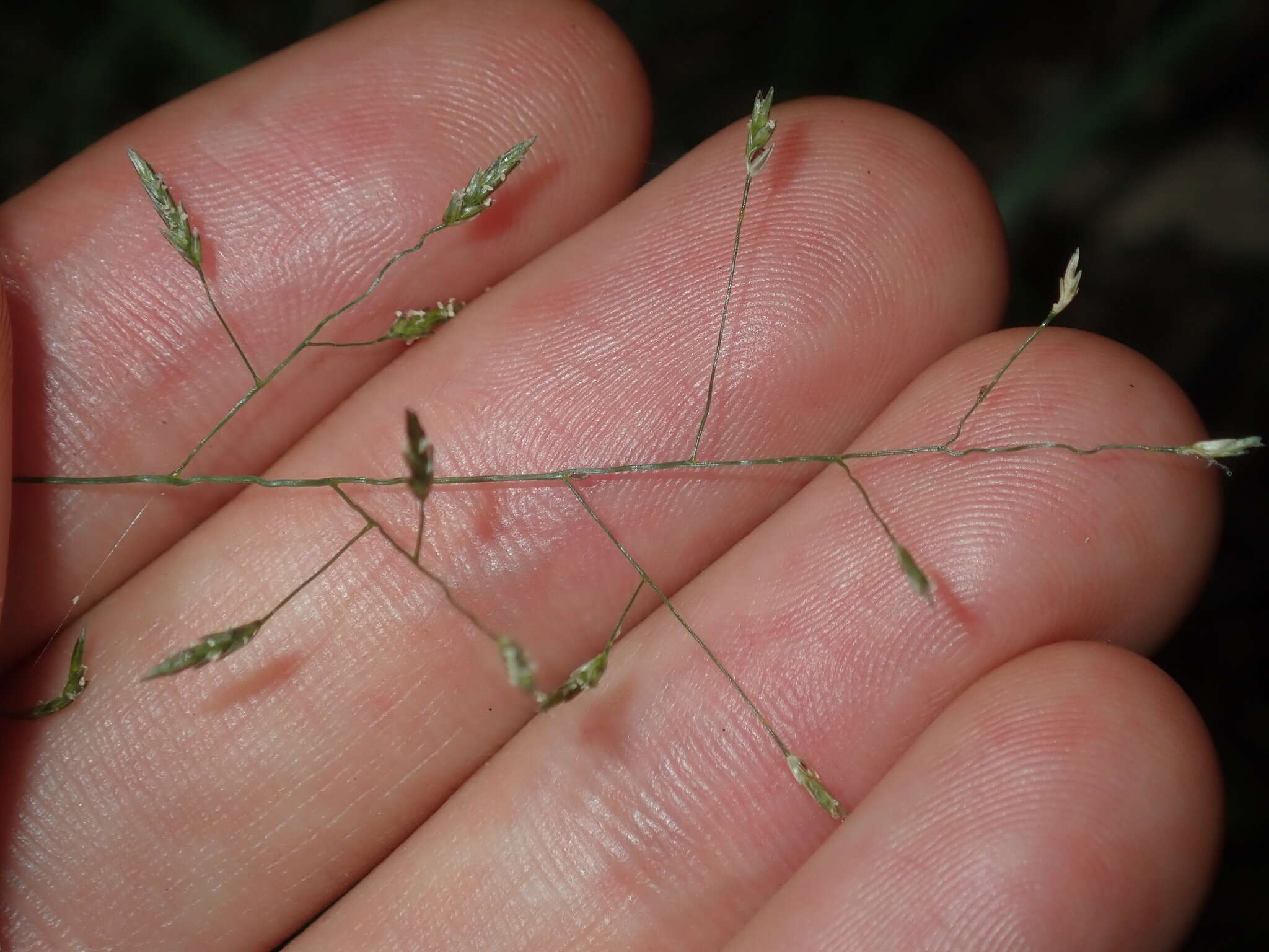 Image of Australian lovegrass