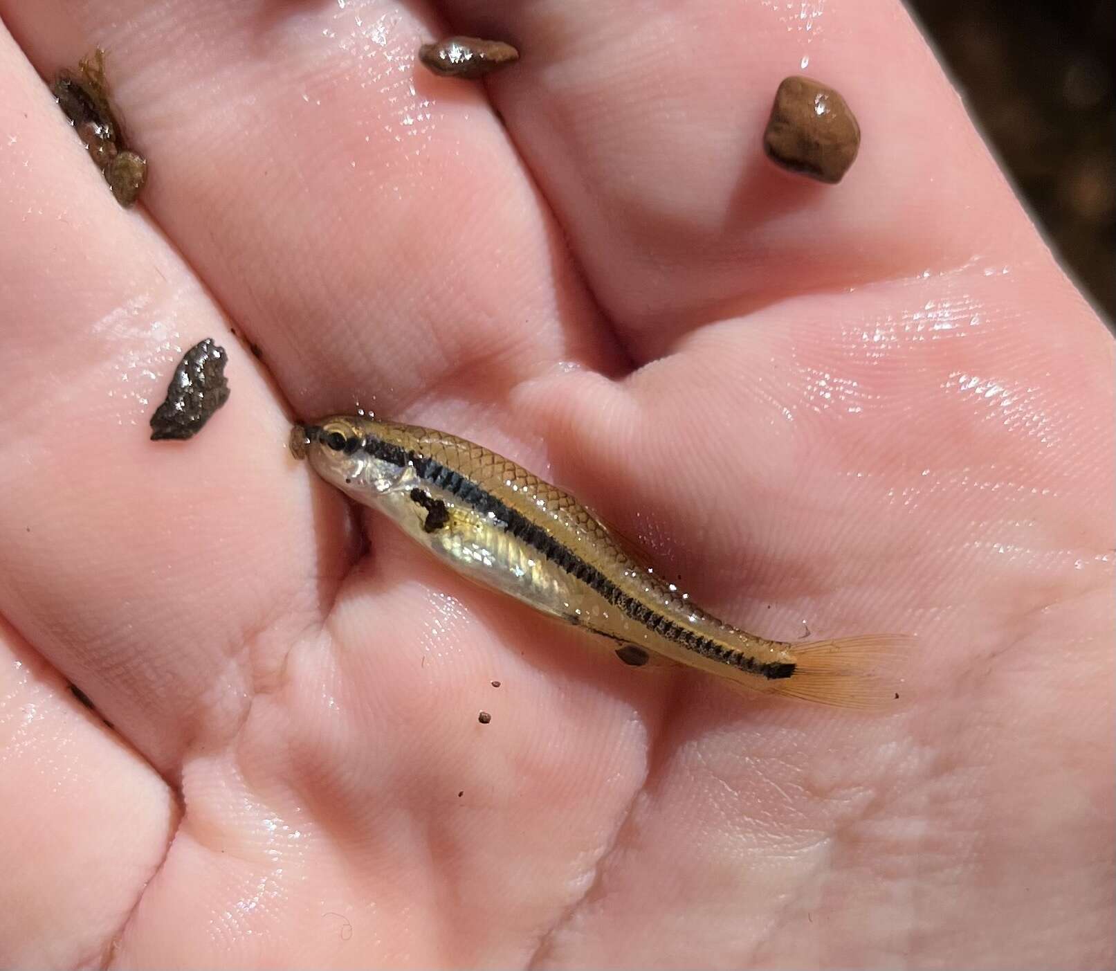 Image of Bridle Shiner