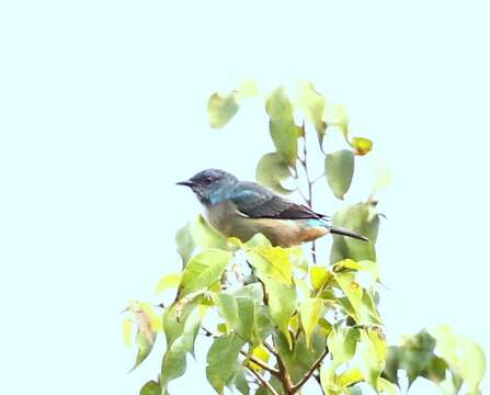 Image of Scarlet-thighed Dacnis