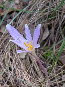 Image of Colchicum longifolium Castagne