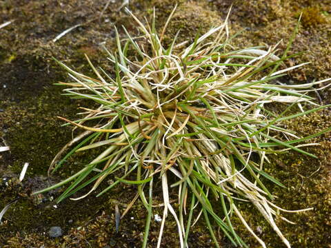 Image of Antarctic hair grass