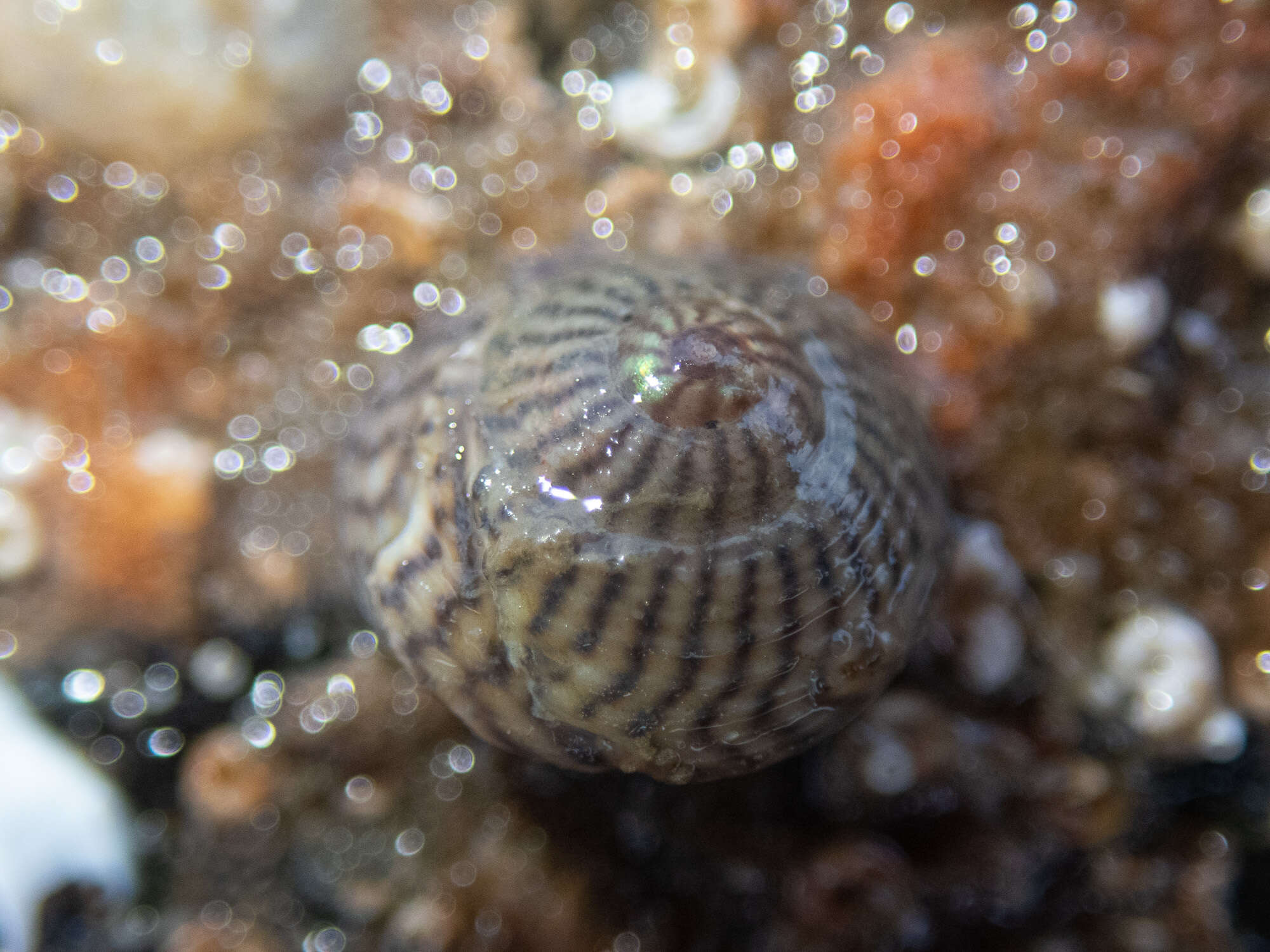 Image of Steromphala cineraria (Linnaeus 1758)