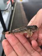 Image of Padded sculpin