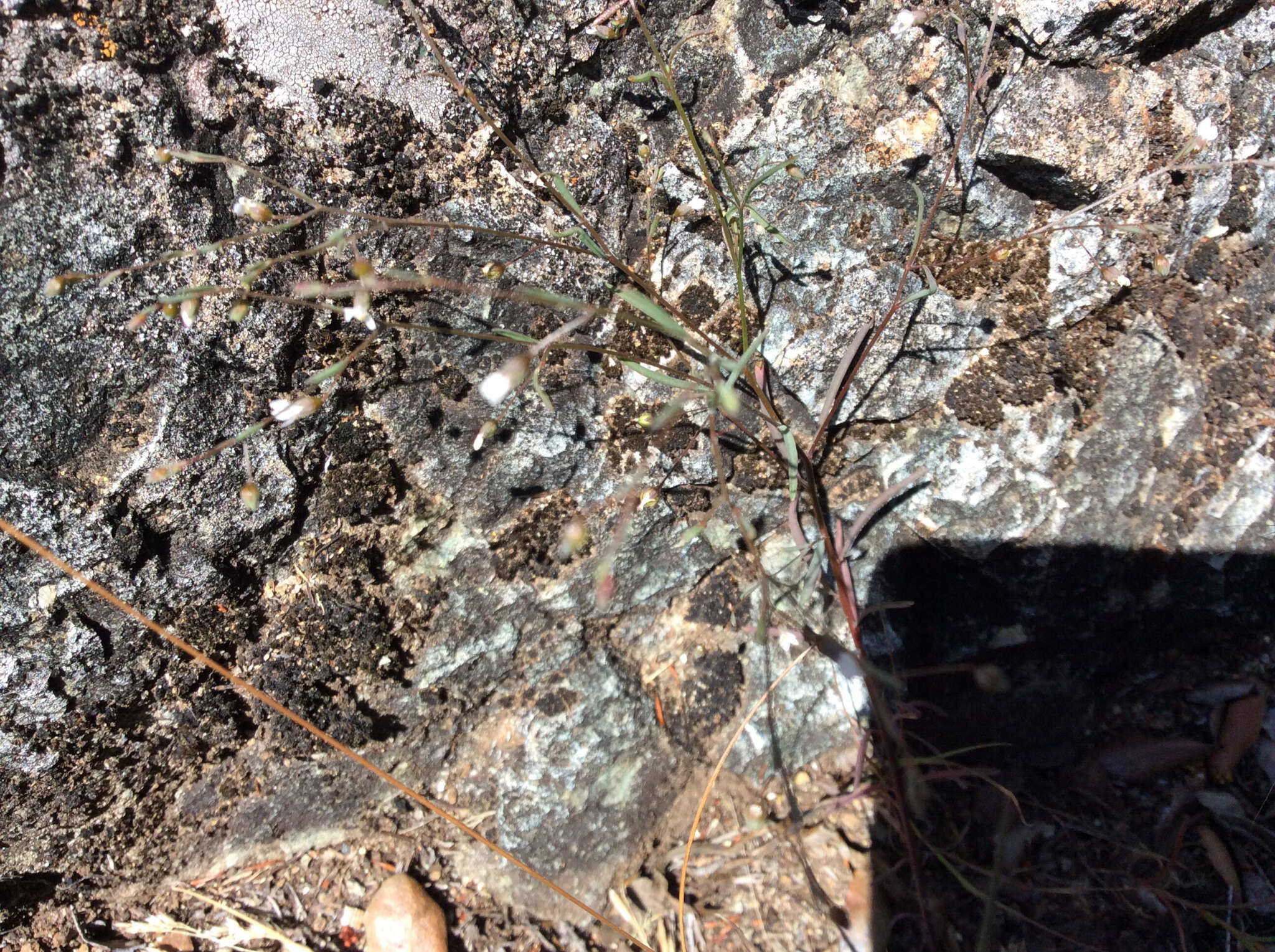 Image of smallflower dwarf-flax