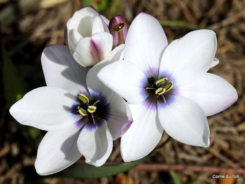 Image of Ixia versicolor G. J. Lewis