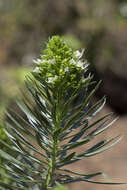 Image of Echium leucophaeum Webb ex Sprague & Hutchinson