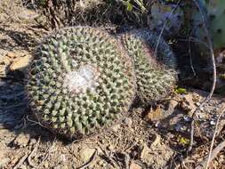 Image of Mammillaria melanocentra subsp. melanocentra