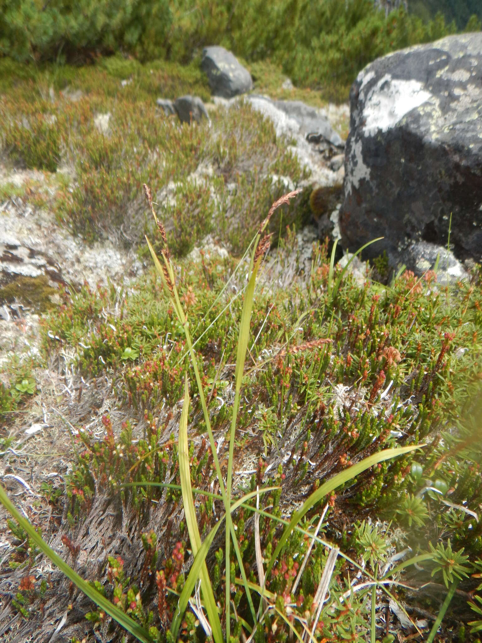 Image of Carex rigidioides (Gorodkov) V. I. Krecz.